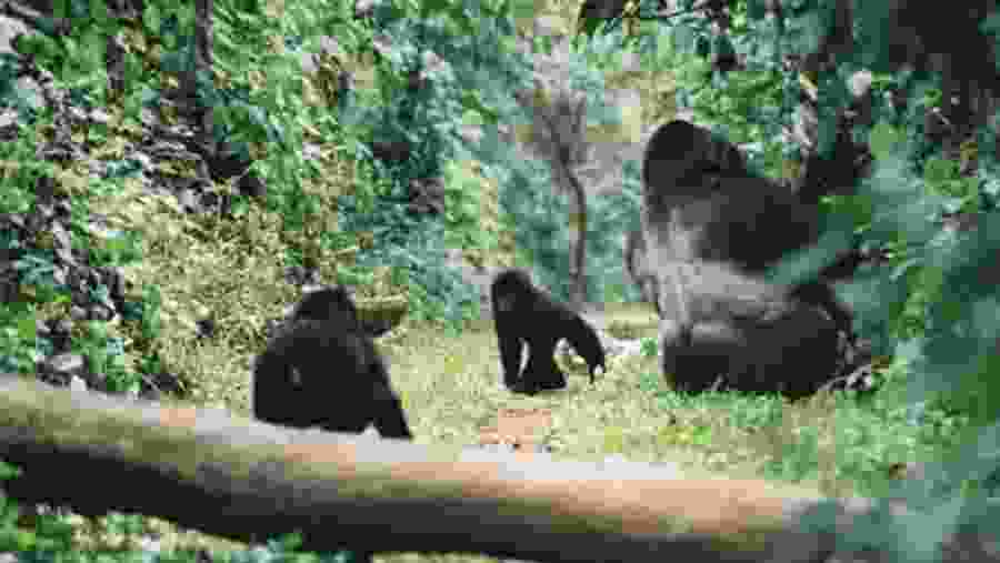 Spot the native gorillas at Volcanoes National Park