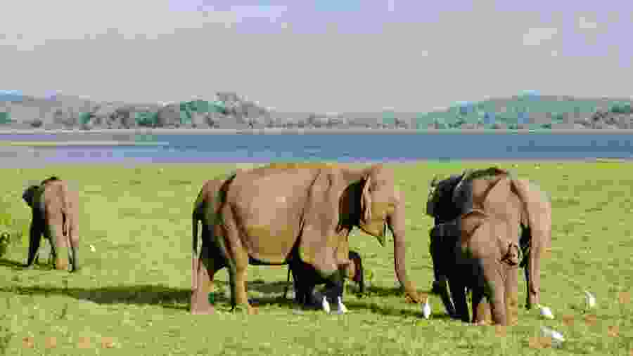 Witness the wildlife