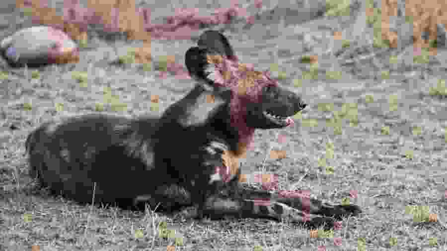 Lake Manyara National Park, Tanzania