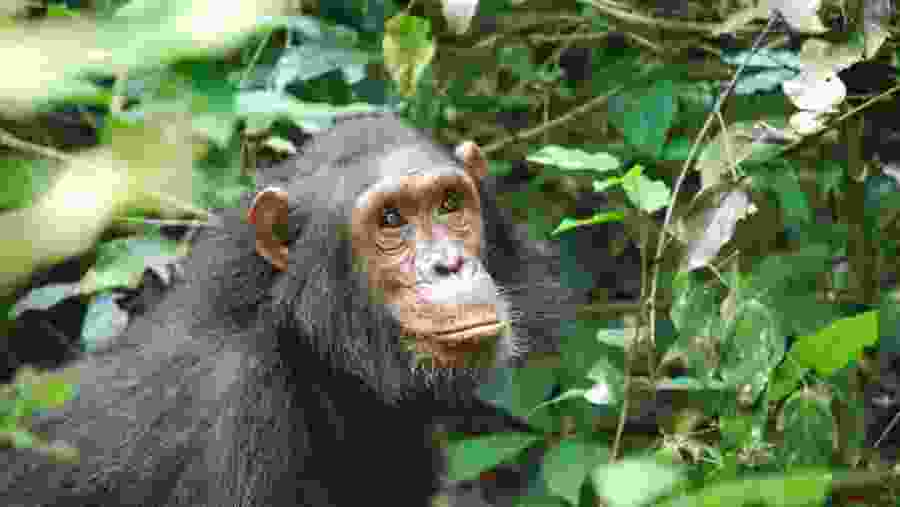 Chimpanzee at Gombe National Park