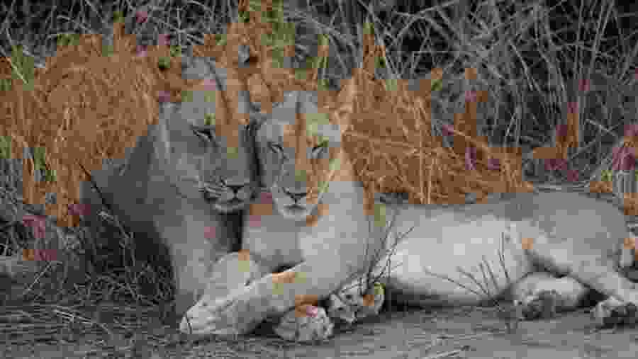 View Ferocious African Lions