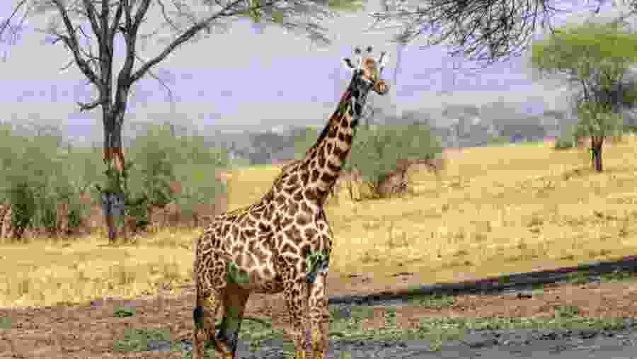 Giraffe seen in Arusha National Park