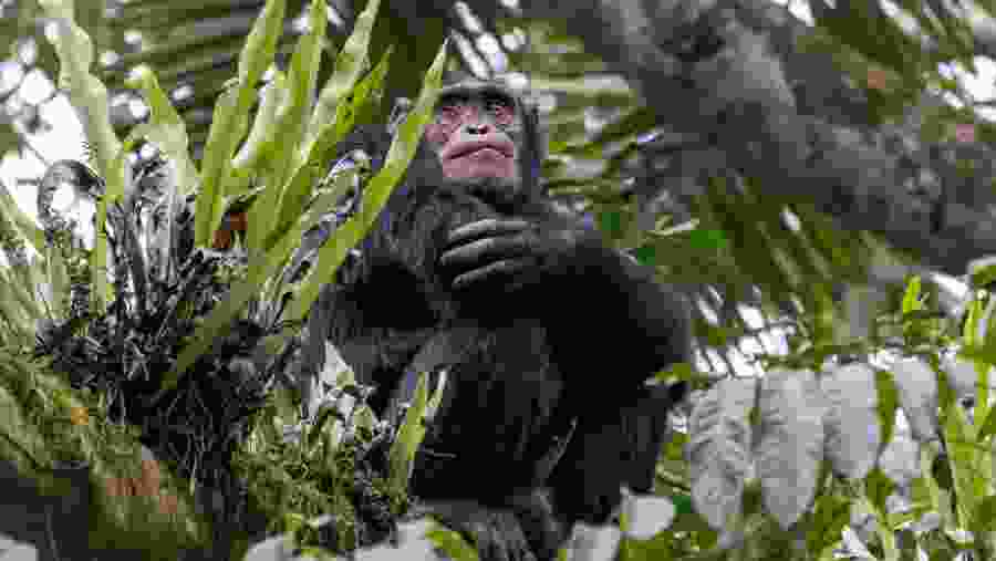 Chimpanzee Trekking