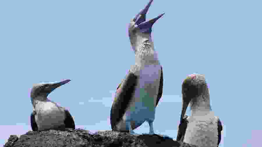 Bird watching