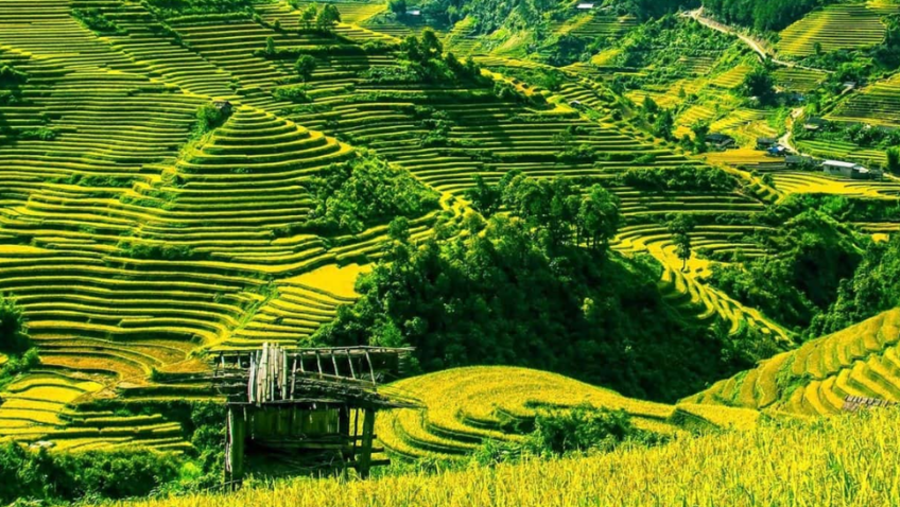 Rice terraces