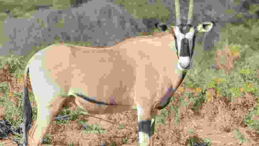 Kenya Safari