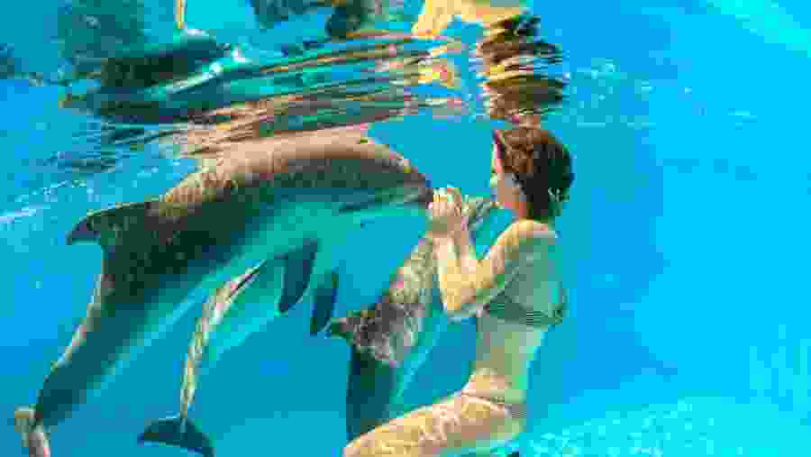 Travelers with dolphins