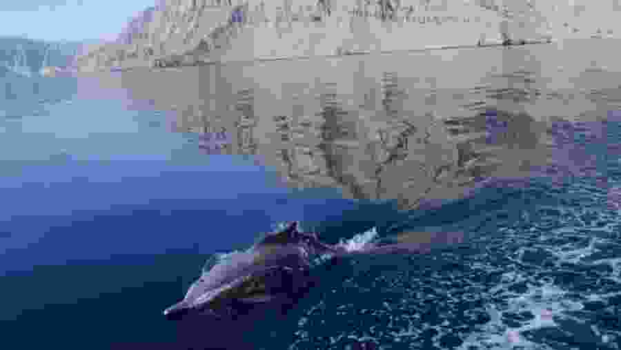 Dolphin sighting on Dhow Cruise to Khor Sham