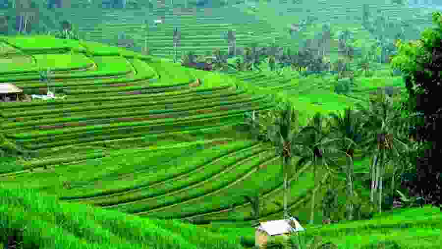 Rice Terrace in Bali