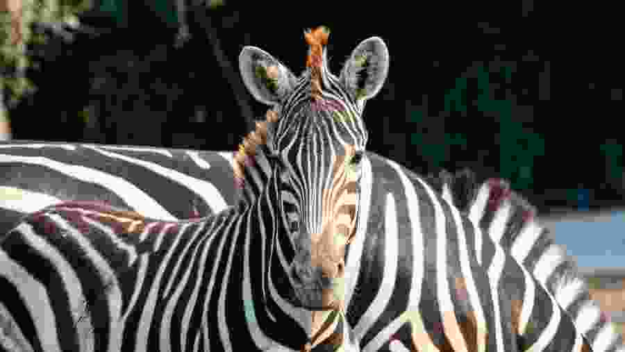Zebras