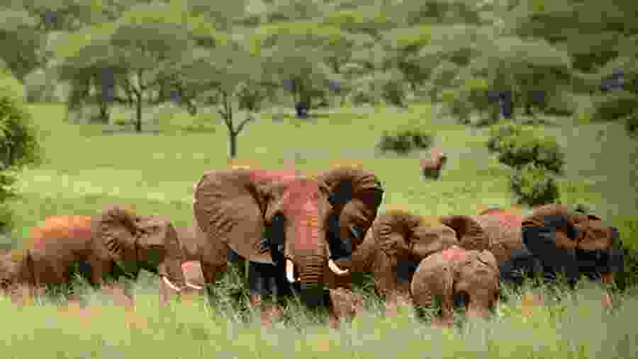 Elephants at Tarangire National Park