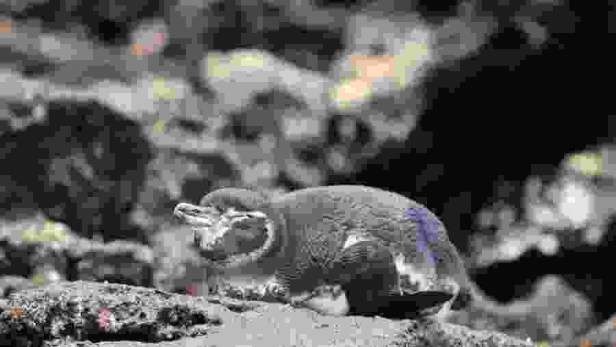 Wildlife