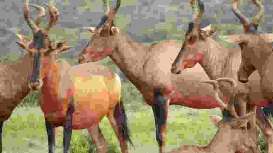 Addo Elephant National Park