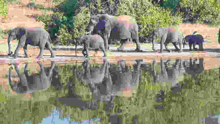 Elephants in Mosi Oa tunya National park