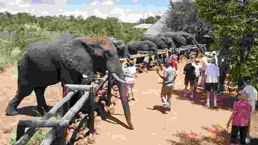 Elephant interaction