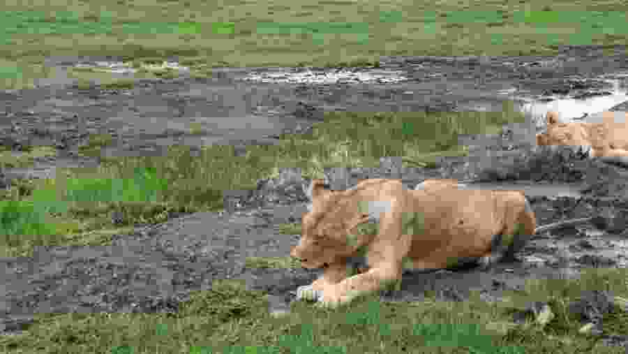 African Lion
