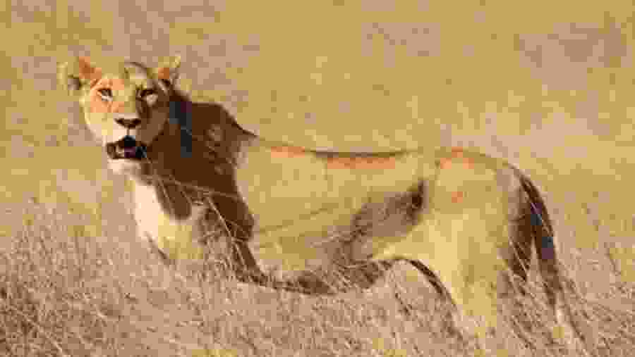 Lake Manyara National Park