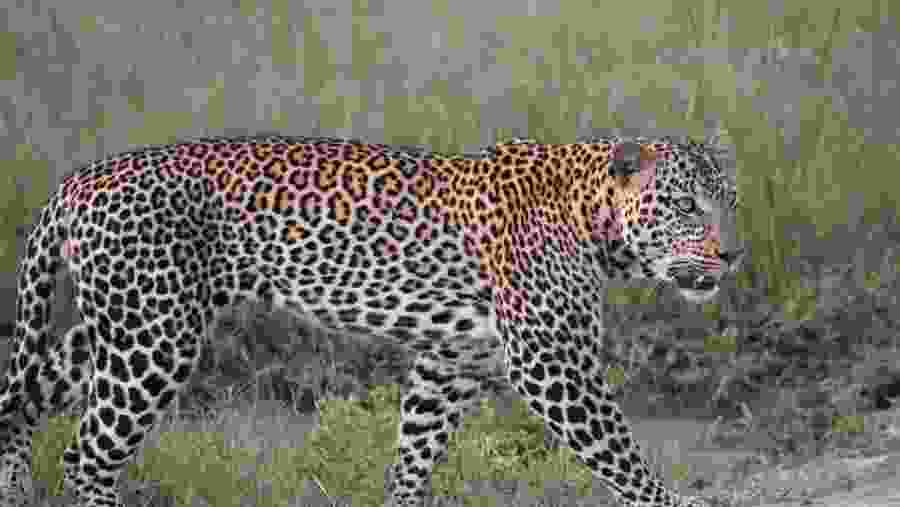 Spot Ferocious Leopards in Mara Reserve