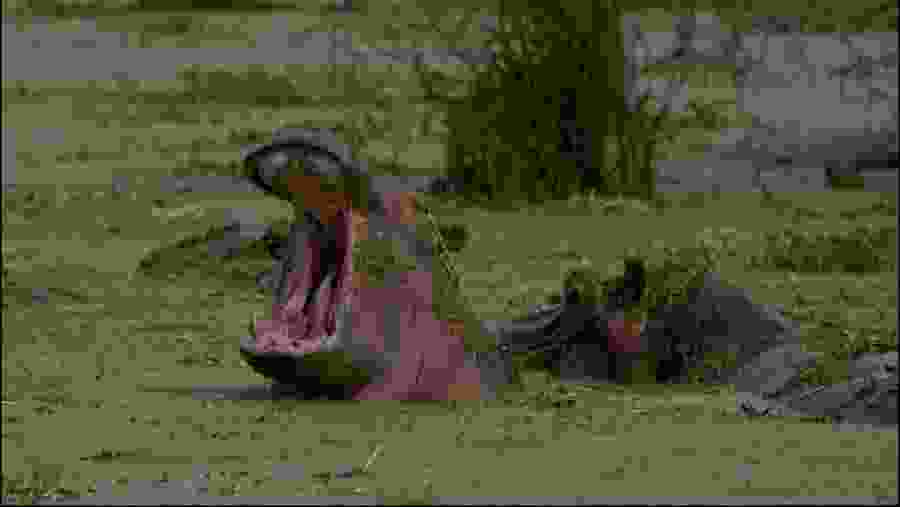 Witness the wild hippo