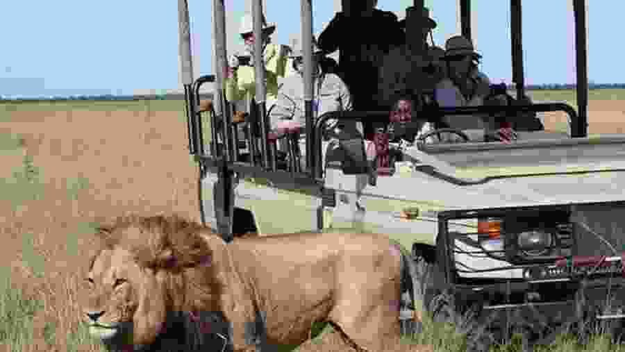 Experience up close animal views