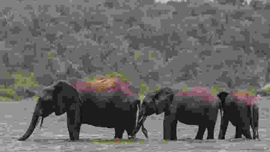 Elephants in Amboseli