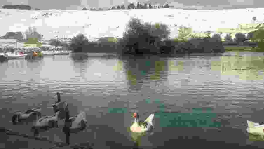 Ducks in the Water Pamukkale