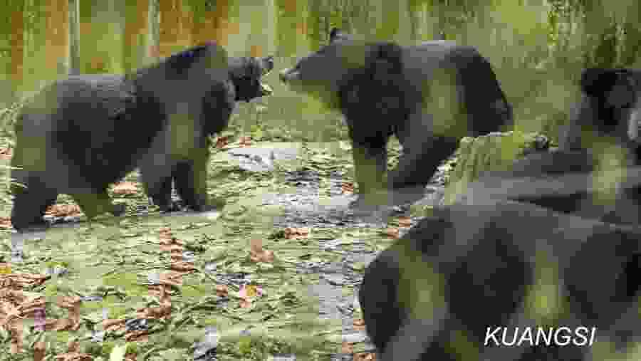 Bear sanctuary