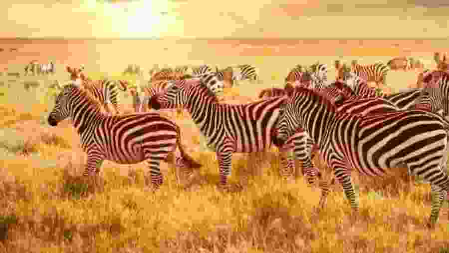 Zebras