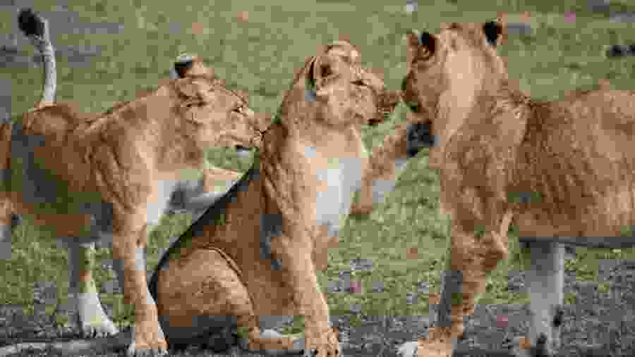 Lions at Serengeti National Park