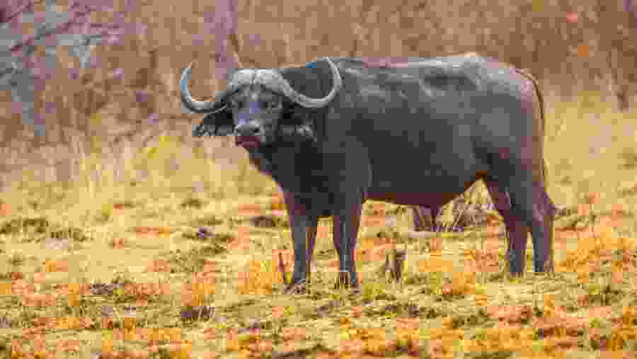 Water Buffalo