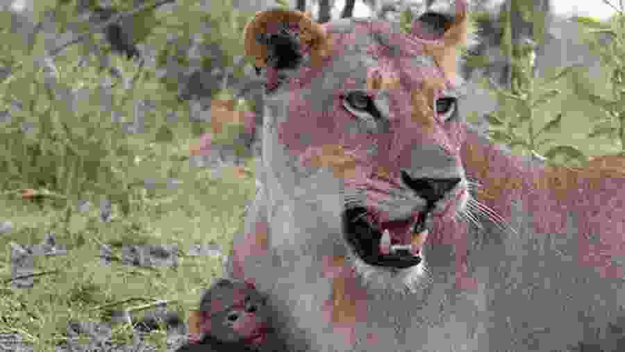 Wildlife Experience