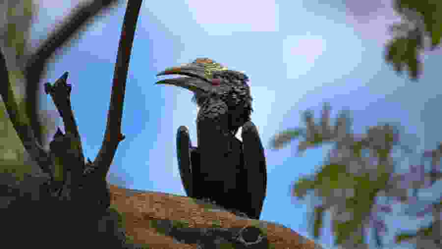 Silver Cheeked Hornbill