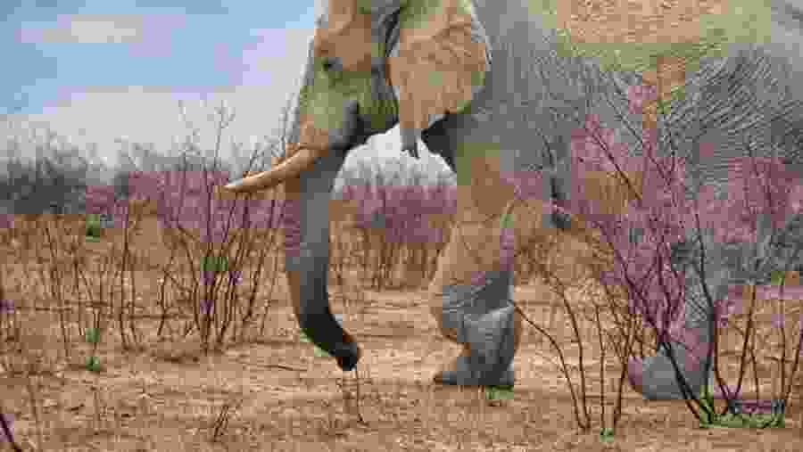 Elephant
