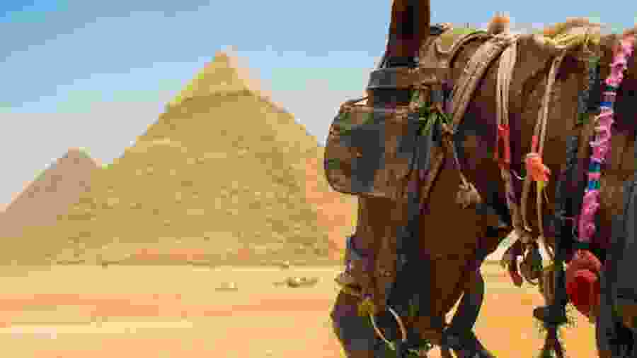 Horse riding in desert