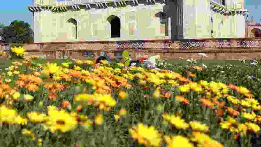 Taj Mahal Garden