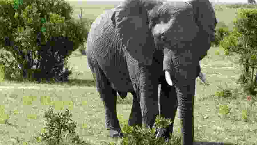 Elephant at Masai Mara National Park