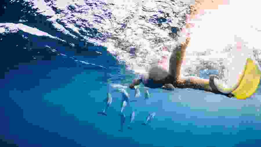 Travelers swimming in the Satayh Dolphin Reef