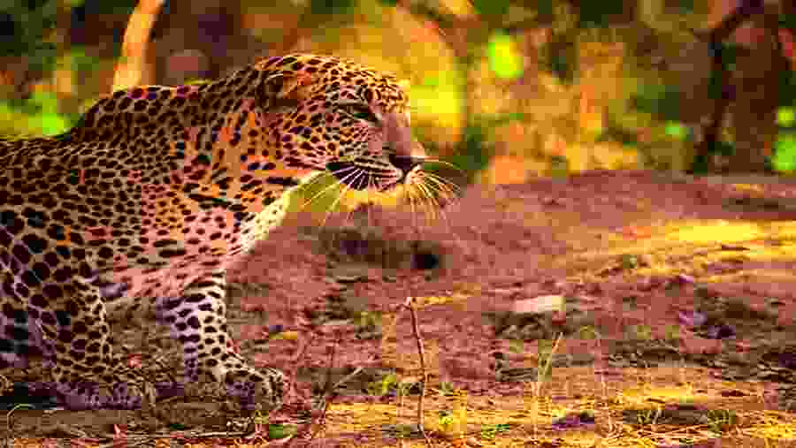 Leopard spotting at Yala National Park