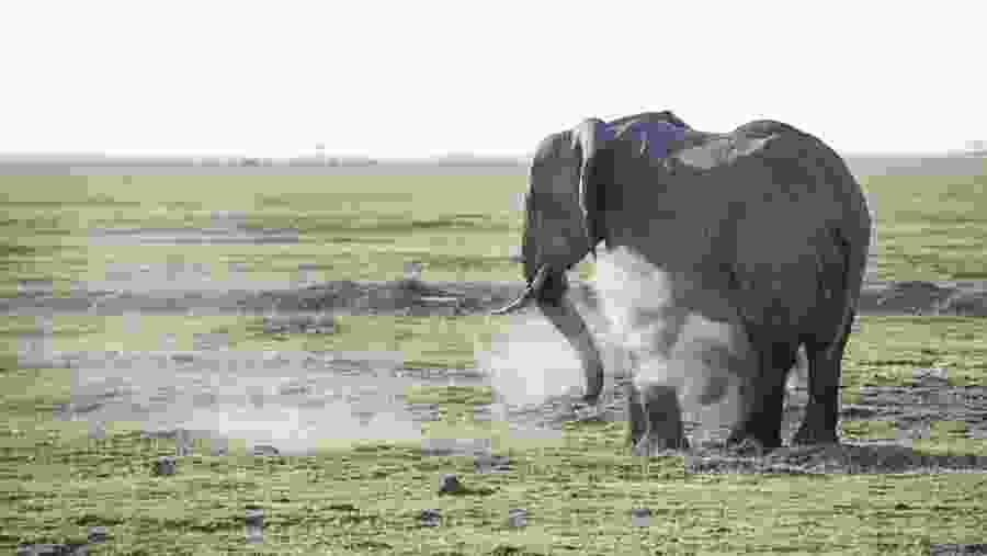 Elephant in Amboseli