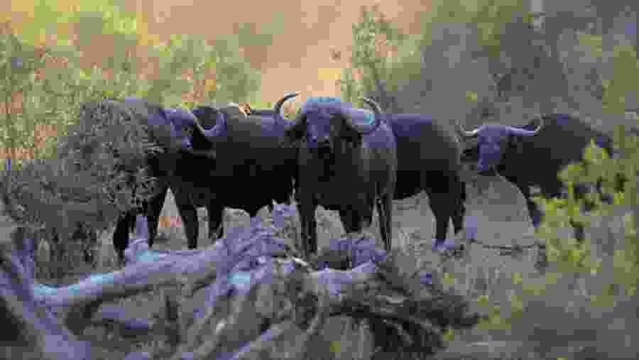 African buffaloes