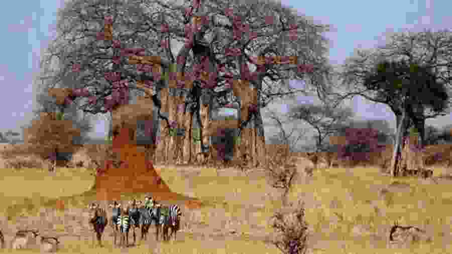 Witness the flora and fauna at Tarangire National Park
