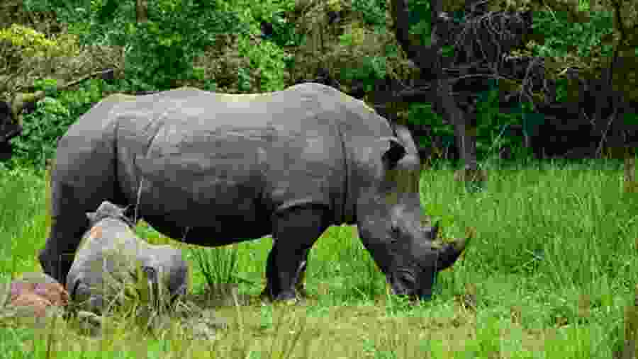 Ziwa Rhino Sanctuary
