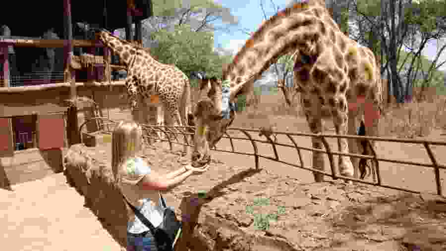 Giraffe Centre