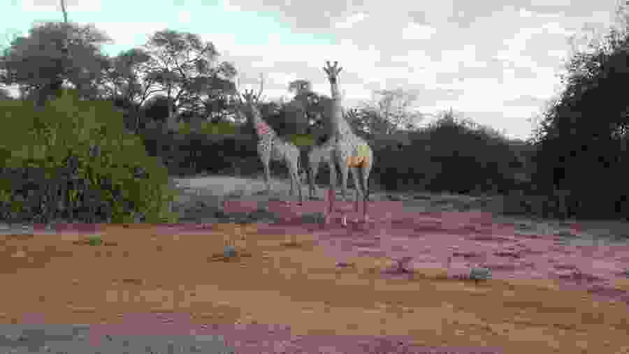 Giraffe in Chobe National Park