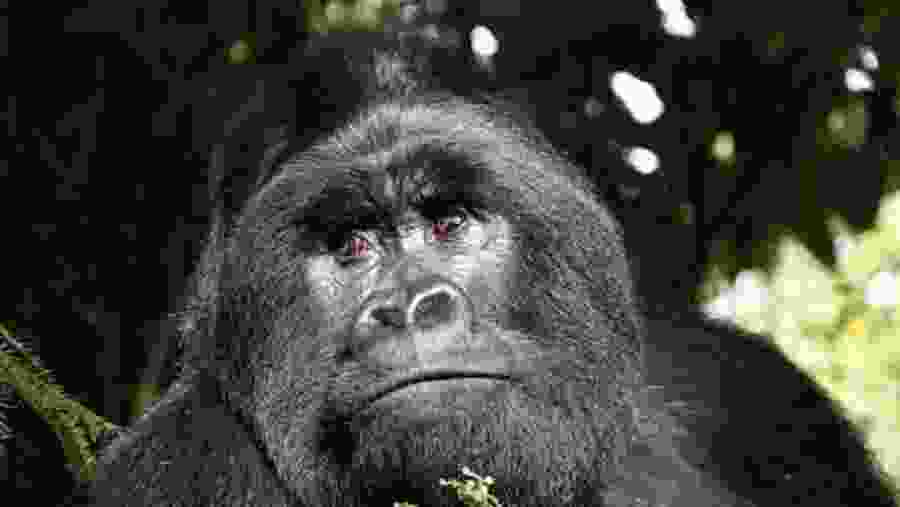 Gorilla Safari
