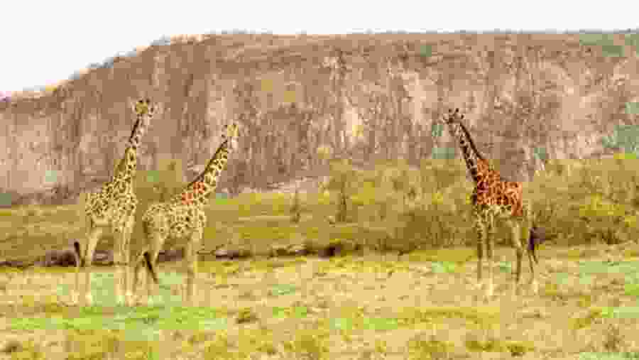 Giraffes in Naivasha