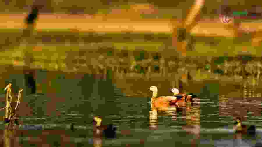 Bharatpur Bird Sanctuary.