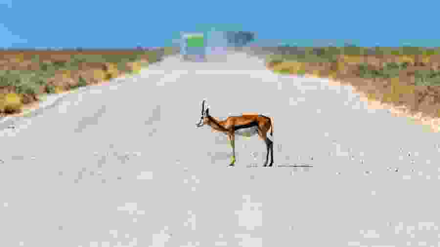 Wildlife in Tanzania