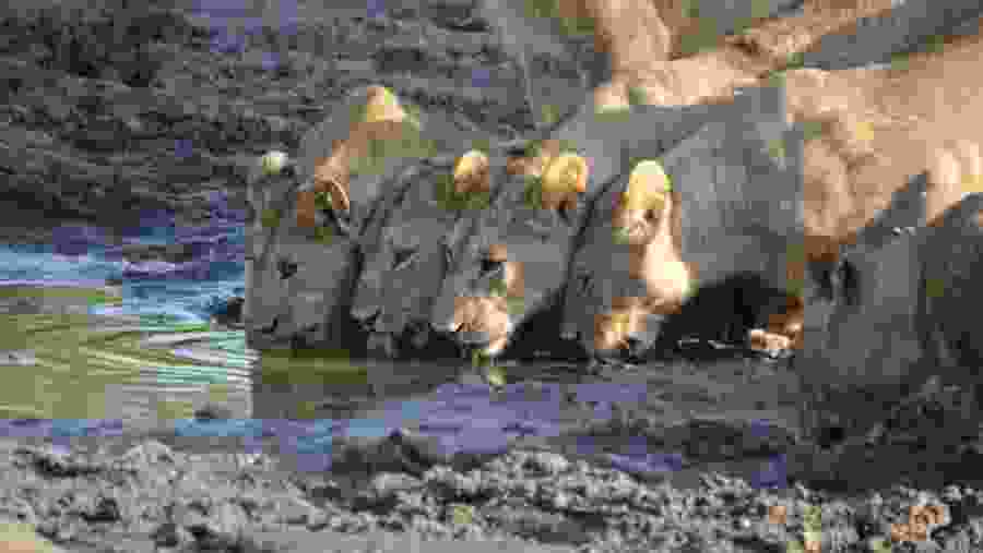 Spot the majestic lions of Africa