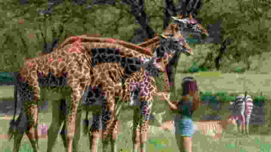 Masai Giraffe